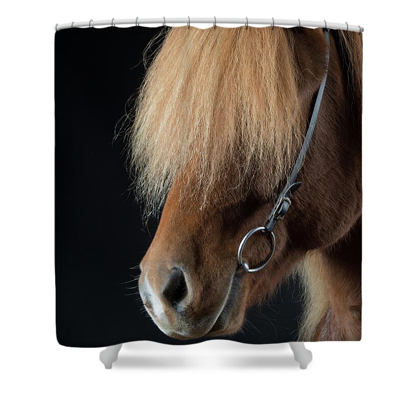 Alertness Shower Curtain featuring the photograph Portrait Of Icelandic Horse, Iceland #5 by Arctic-images