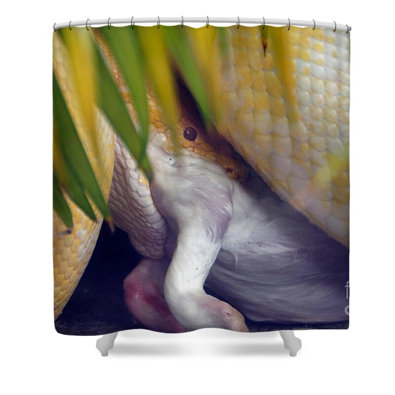 Animal Shower Curtain featuring the photograph Python With Prey #5 by Mark Newman
