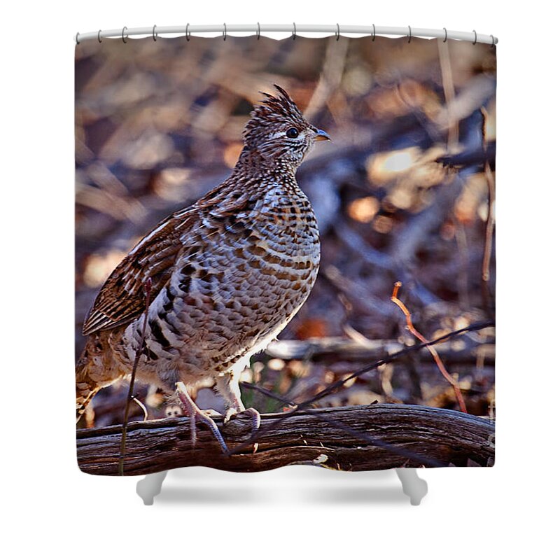 Bedford Shower Curtain featuring the photograph Ruffed Grouse by Ronald Lutz