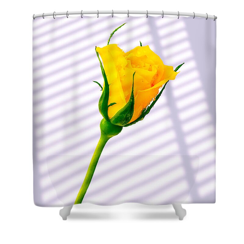 Blinds Shower Curtain featuring the photograph Yellow Rose #5 by Mark Llewellyn