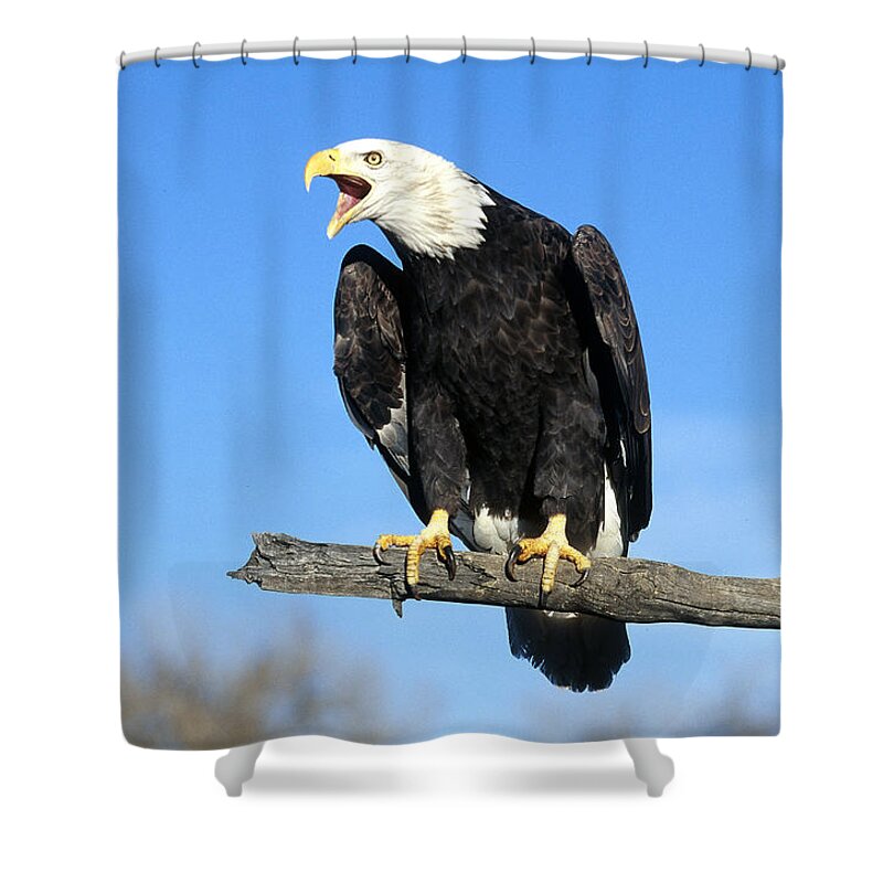 Accipitridae Shower Curtain featuring the photograph Bald Eagle #6 by Jeffrey Lepore
