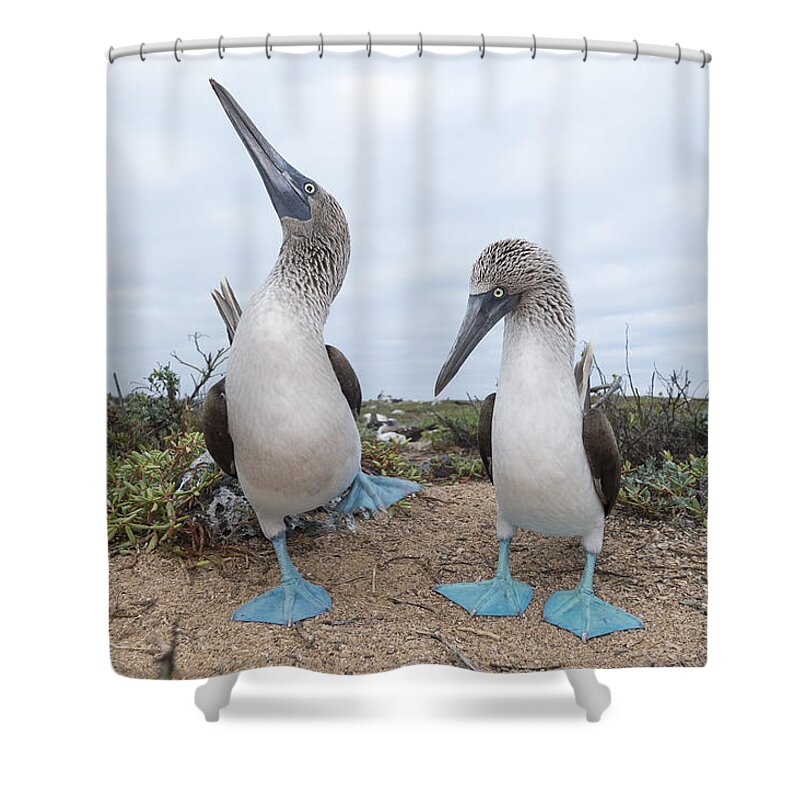 531676 Shower Curtain featuring the photograph Blue-footed Booby Courtship Dance by Tui De Roy