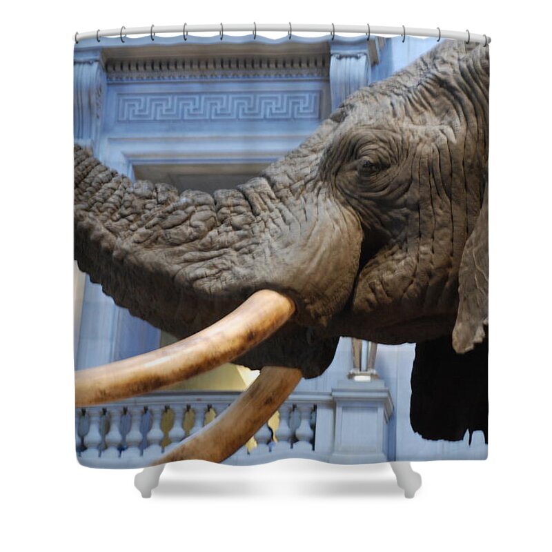 Bull Elephant Shower Curtain featuring the photograph Bull Elephant in Natural History Rotunda by Kenny Glover