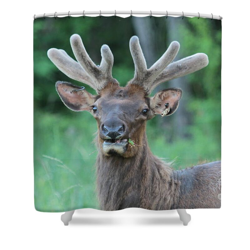 Elk Shower Curtain featuring the photograph Elk by Dwight Cook