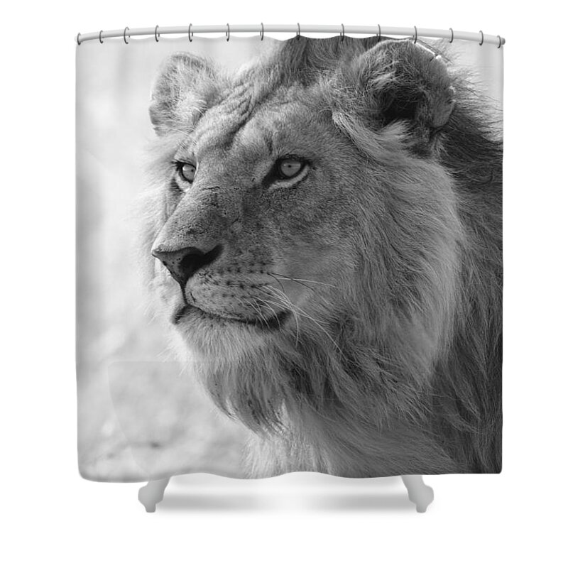 Lion Shower Curtain featuring the photograph Golden Boy by Michele Burgess