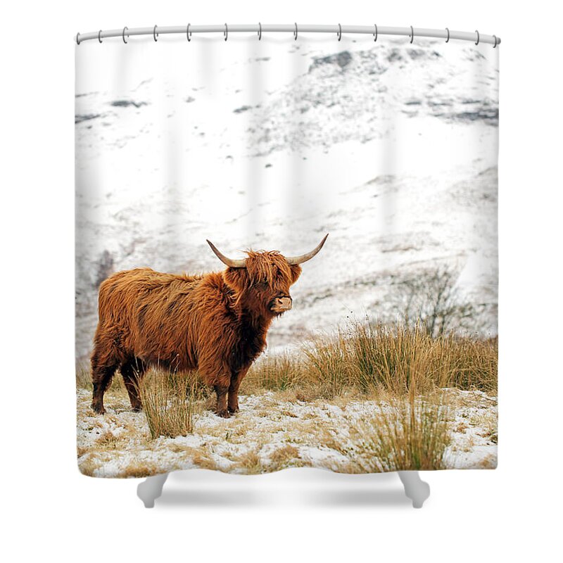 Highland Cattle Shower Curtain featuring the photograph Highland Cow by Grant Glendinning