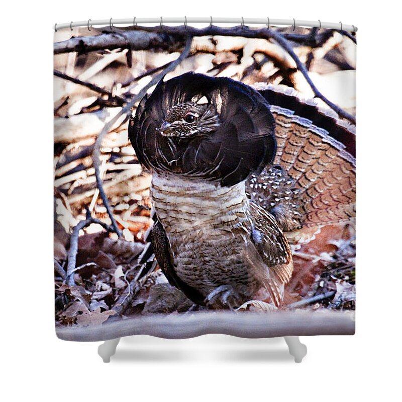 Bedford Shower Curtain featuring the photograph Ruffed Grouse #6 by Ronald Lutz