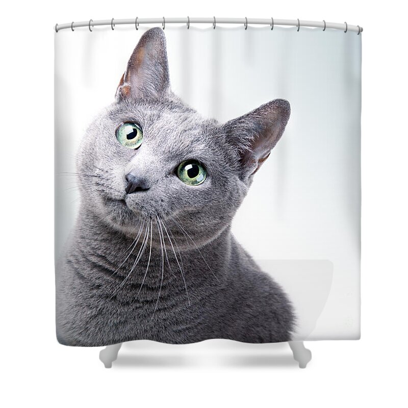 Cat Shower Curtain featuring the photograph Russian Blue Cat #6 by Nailia Schwarz