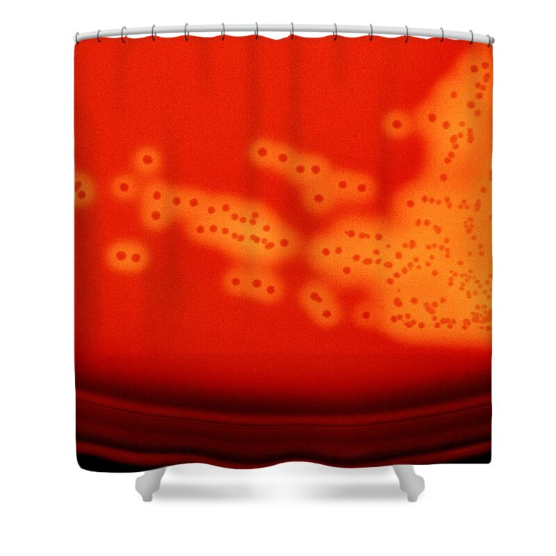 Bacteria Shower Curtain featuring the photograph Streptococcus Pyogenes #6 by Michael Abbey