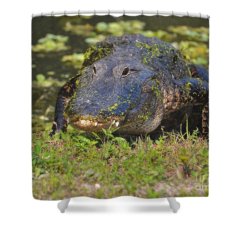 Alligators Shower Curtain featuring the photograph 7- Alligator by Joseph Keane