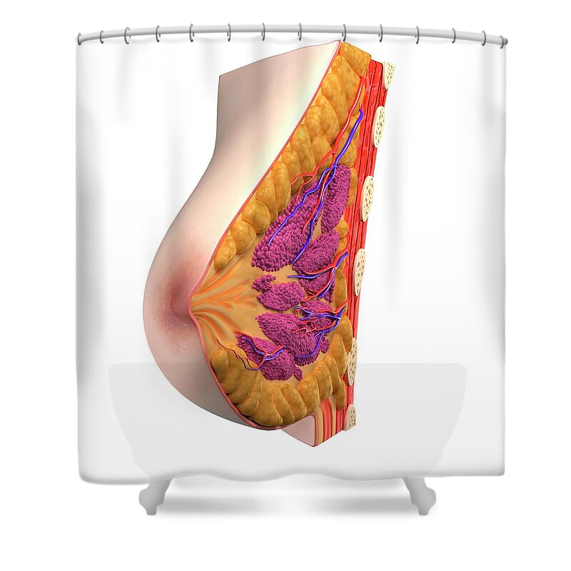 White Background Shower Curtain featuring the digital art Breast Anatomy, Artwork #7 by Sciepro