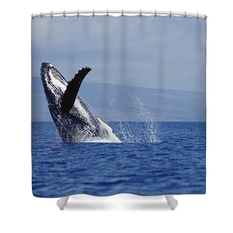 Feb0514 Shower Curtain featuring the photograph Humpback Whale Breaching Maui Hawaii #7 by Flip Nicklin