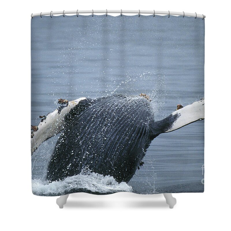 Animal Shower Curtain featuring the photograph Humpback Whale Breaching #7 by Ron Sanford