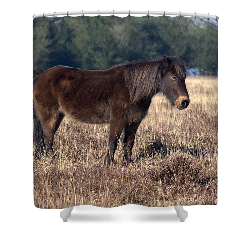 New Forest Pony Shower Curtain featuring the photograph New Forest Pony #7 by Chris Day