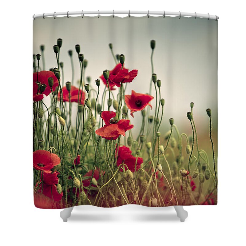 Poppy Shower Curtain featuring the photograph Poppy Meadow #7 by Nailia Schwarz