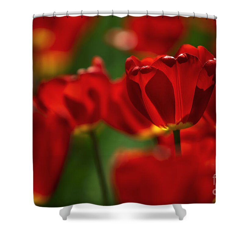 Tulip Shower Curtain featuring the photograph Red and Yellow Tulips #7 by Nailia Schwarz