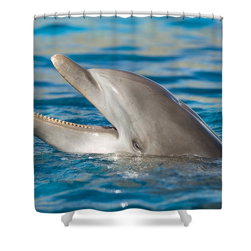 Atlantic Bottlenose Dolphin Shower Curtain featuring the photograph Atlantic Bottlenose Dolphin #8 by Millard H. Sharp