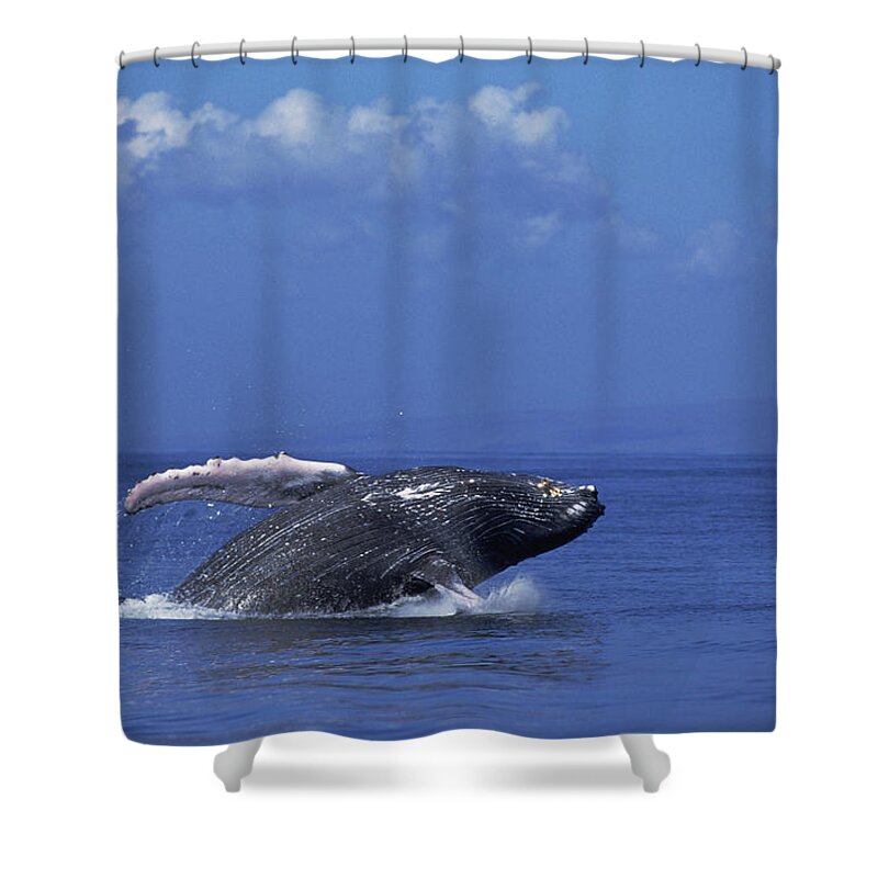 Feb0514 Shower Curtain featuring the photograph Humpback Whale Breaching Maui Hawaii #8 by Flip Nicklin