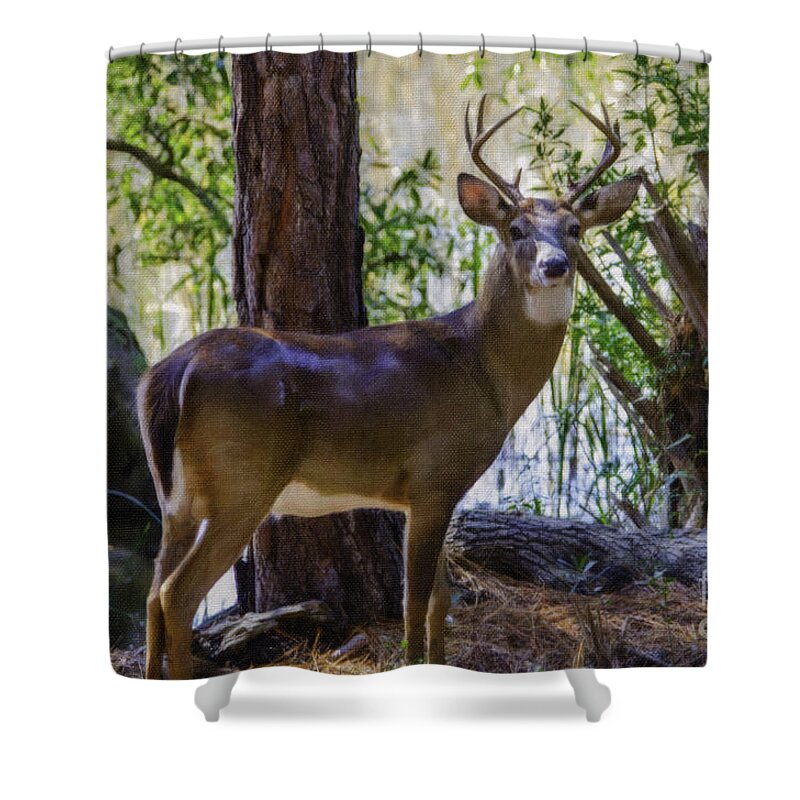 8 Point Buck Shower Curtain featuring the photograph 8 Point Buck Along The Wando River by Dale Powell