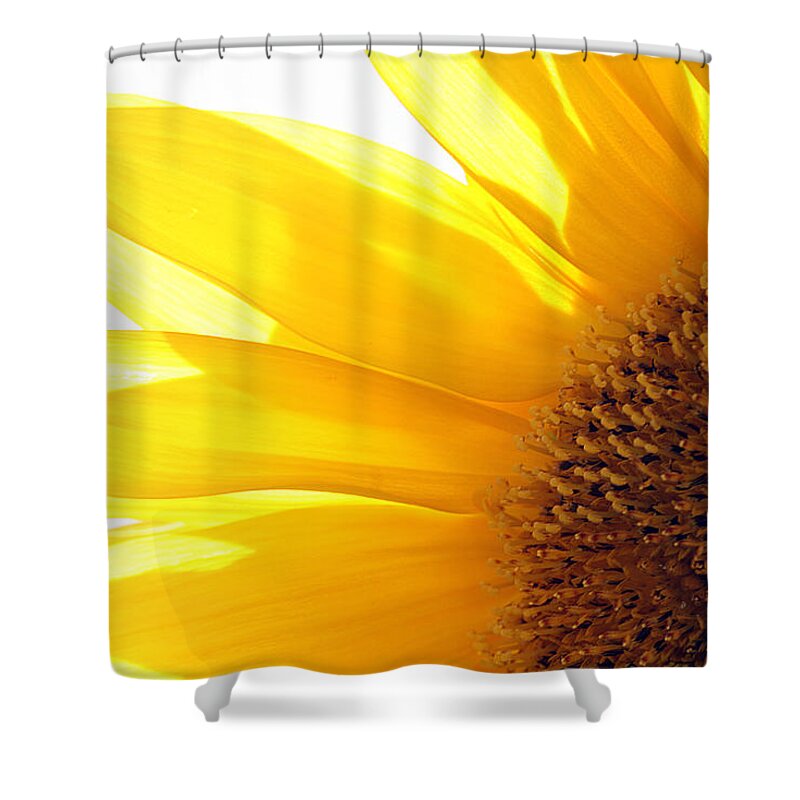 Sunflower Shower Curtain featuring the photograph Sunflower by Cindi Ressler