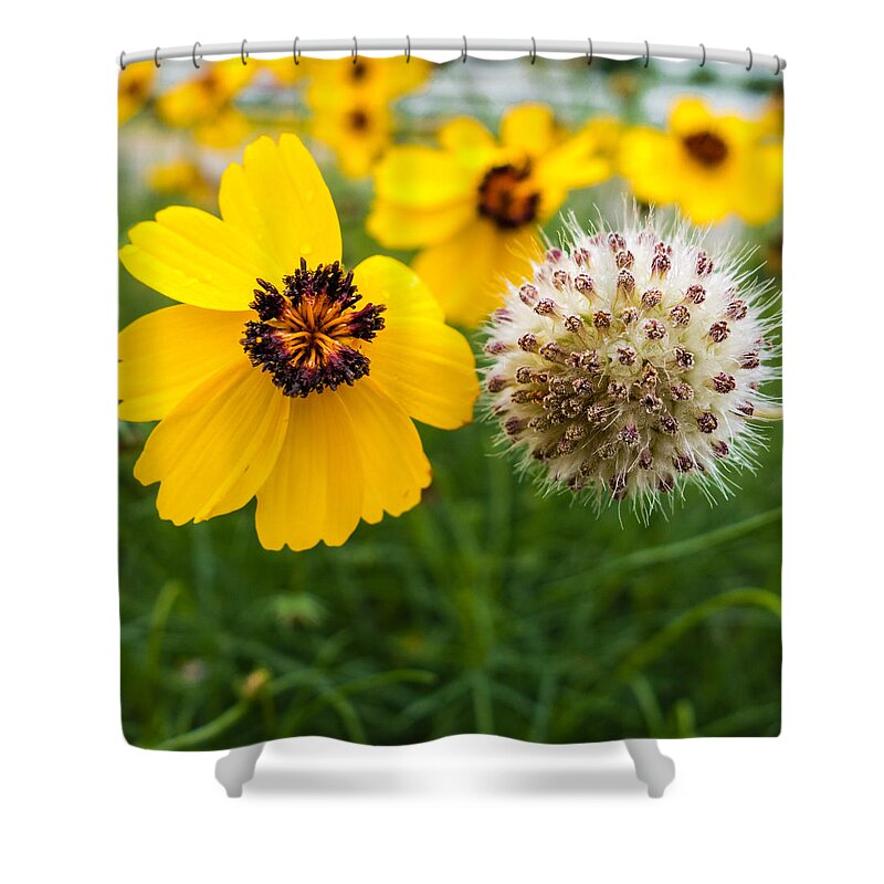 Stem Shower Curtain featuring the photograph Wildflowers #18 by Melinda Ledsome
