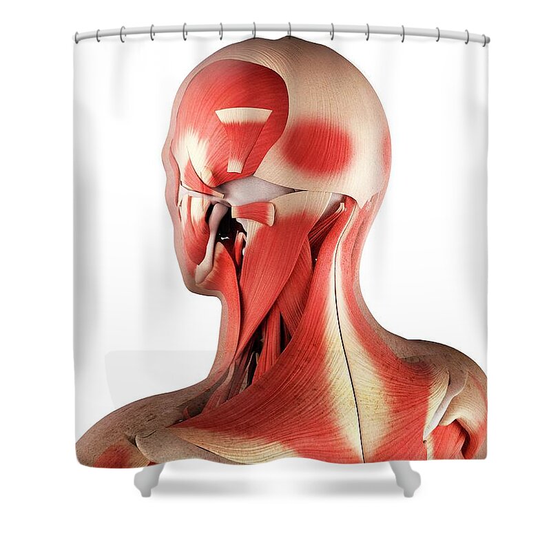 White Background Shower Curtain featuring the digital art Male Musculature, Artwork #9 by Sciepro