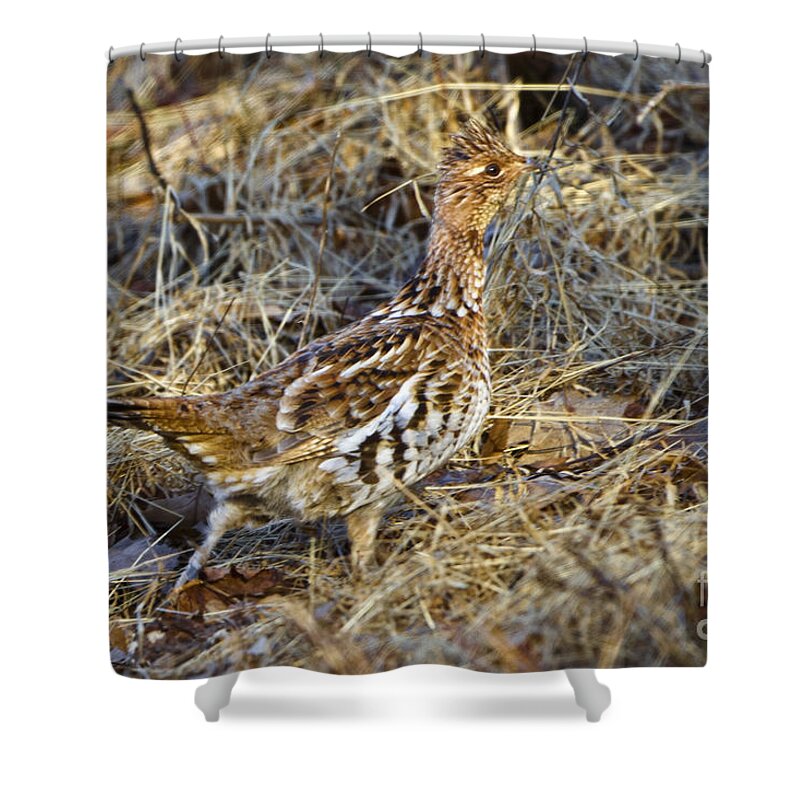 Bedford Shower Curtain featuring the photograph Ruffed Grouse #9 by Ronald Lutz