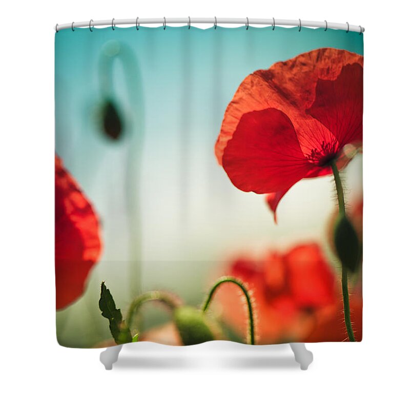 Poppy Shower Curtain featuring the photograph Summer Poppy by Nailia Schwarz