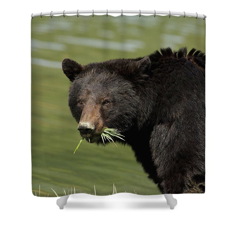 Details about   Black Bear Foraging In Spring Fabric Bathroom Shower Curtains & Hooks 71x71" 