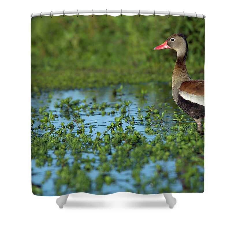 Argentina Shower Curtain featuring the photograph A Black-bellied Whistling Duck by Beth Wald