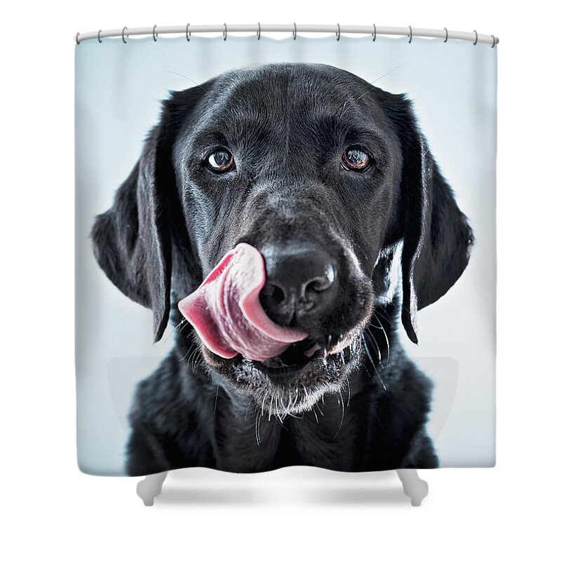 Pets Shower Curtain featuring the photograph A Black Dog Licking His Lips by Ben Welsh / Design Pics