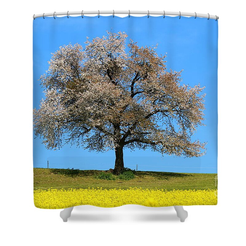  Agriculture Shower Curtain featuring the photograph A blooming lone Tree in Spring with canolas in front 2 by Amanda Mohler