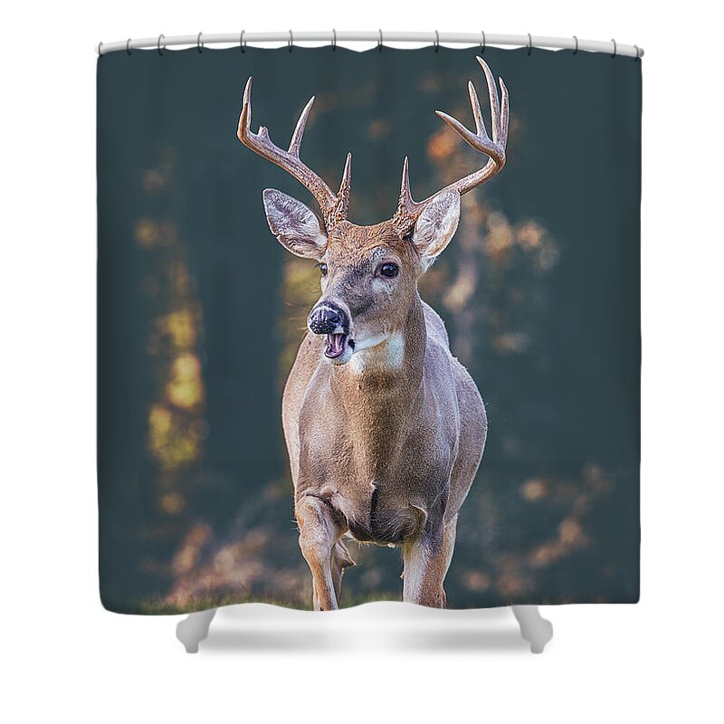 Buck Shower Curtain featuring the photograph A Buck From The Shadows by Bill and Linda Tiepelman