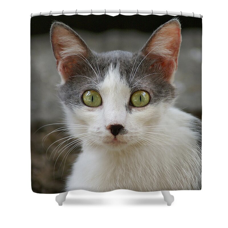 Pets Shower Curtain featuring the photograph A Cat by Dragan Todorovic