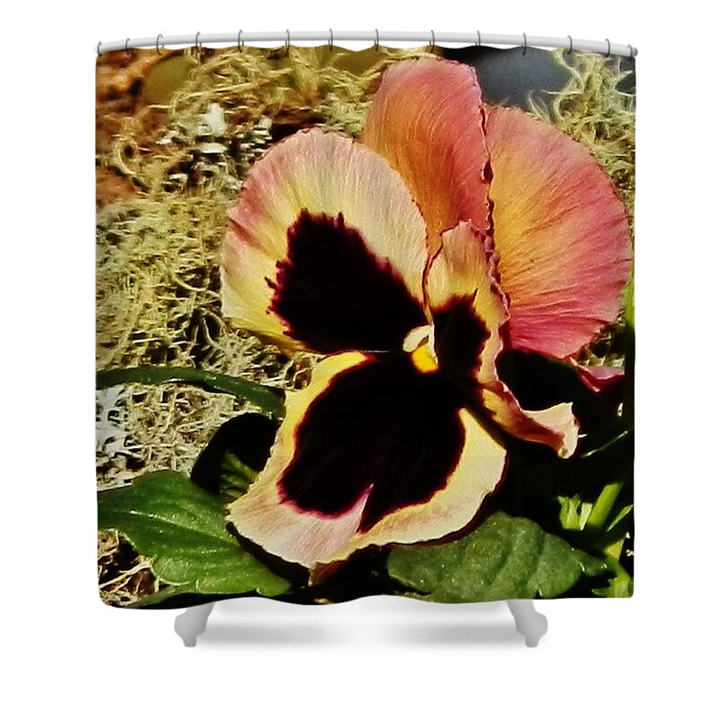Flower Shower Curtain featuring the photograph A Charming Pansy by VLee Watson