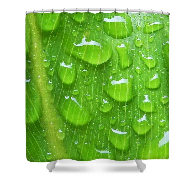 Plant Shower Curtain featuring the photograph A Cleansing Morning Rain by Robert ONeil