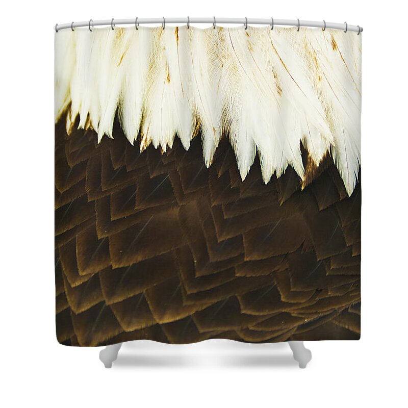Bird Of Prey Shower Curtain featuring the photograph A Close-up Shot Of The Back Of A Live by Brian Guzzetti / Design Pics