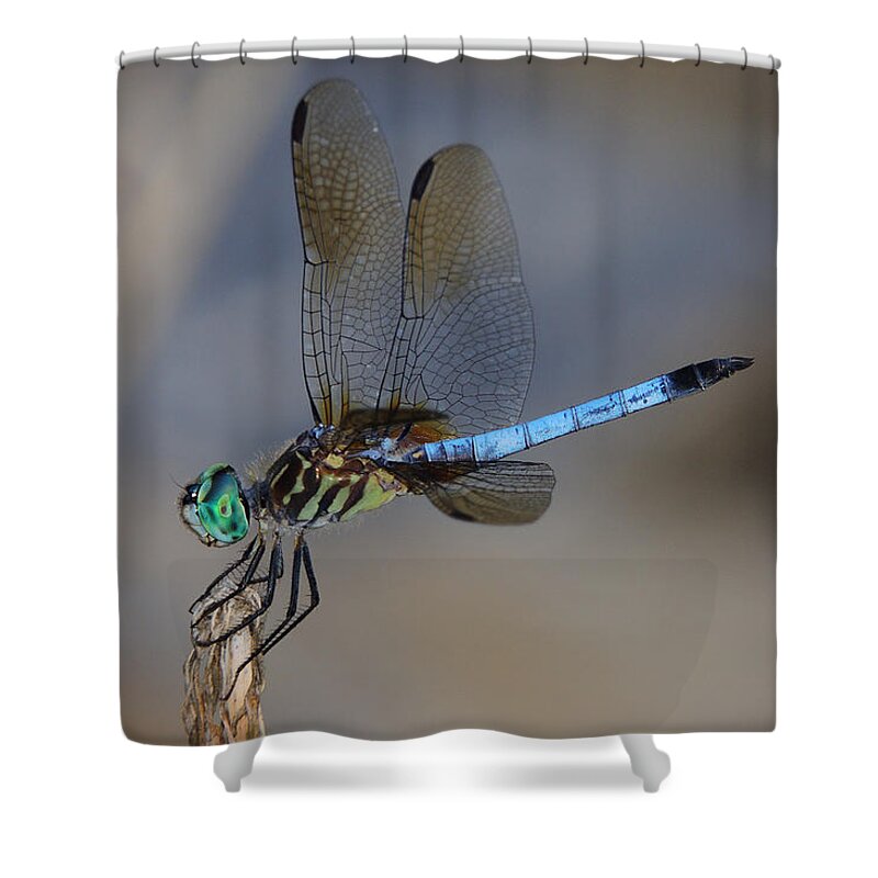 Dragonfly Shower Curtain featuring the photograph A Dragonfly IV by Raymond Salani III