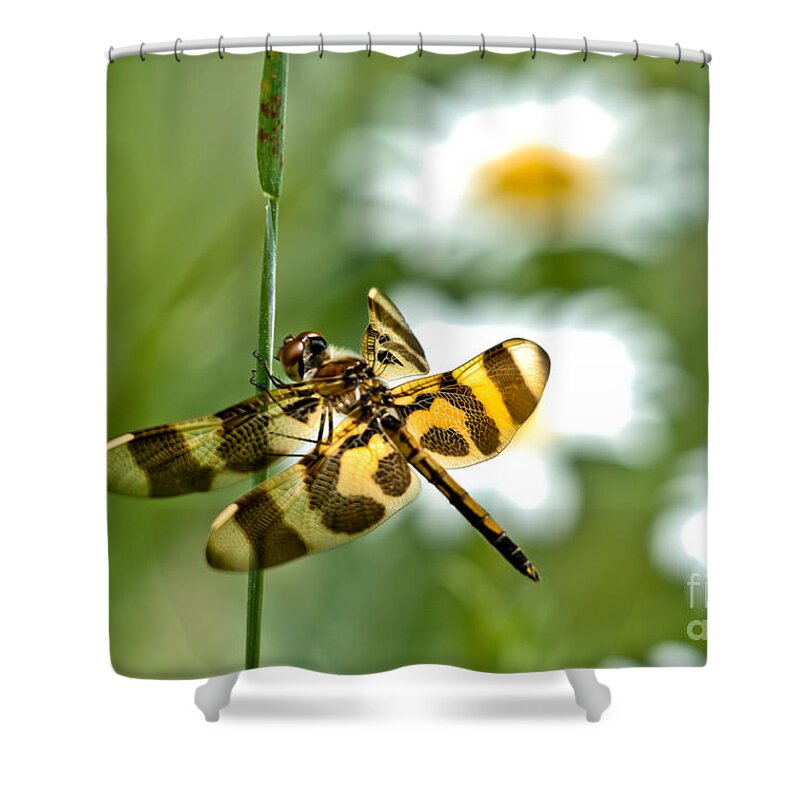 Halloween Pennant Dragonfly Shower Curtain featuring the photograph A Dragonfly's Life by Cheryl Baxter