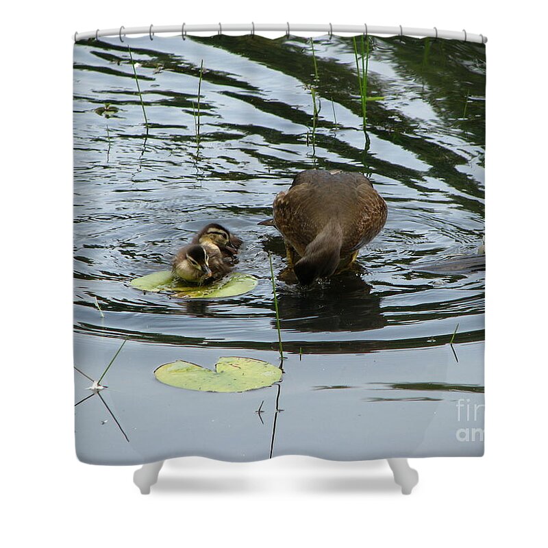 Ducks Shower Curtain featuring the photograph A Family by Michael Krek