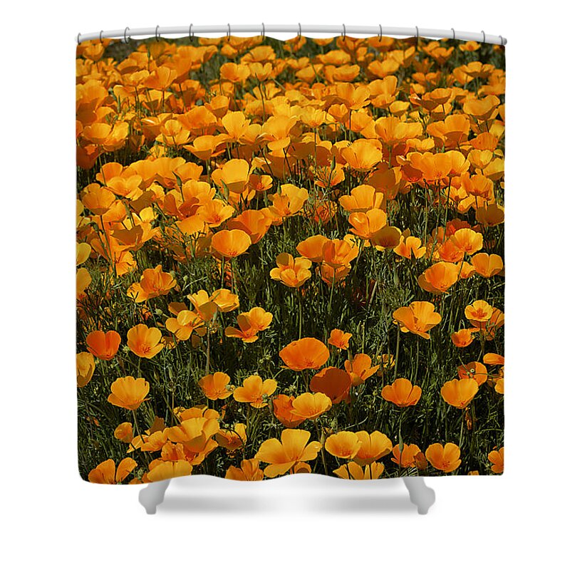 Poppies Shower Curtain featuring the photograph A Field Of Poppies by Phyllis Denton