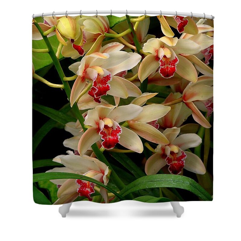 Orchids Shower Curtain featuring the photograph A Gathering by Rodney Lee Williams