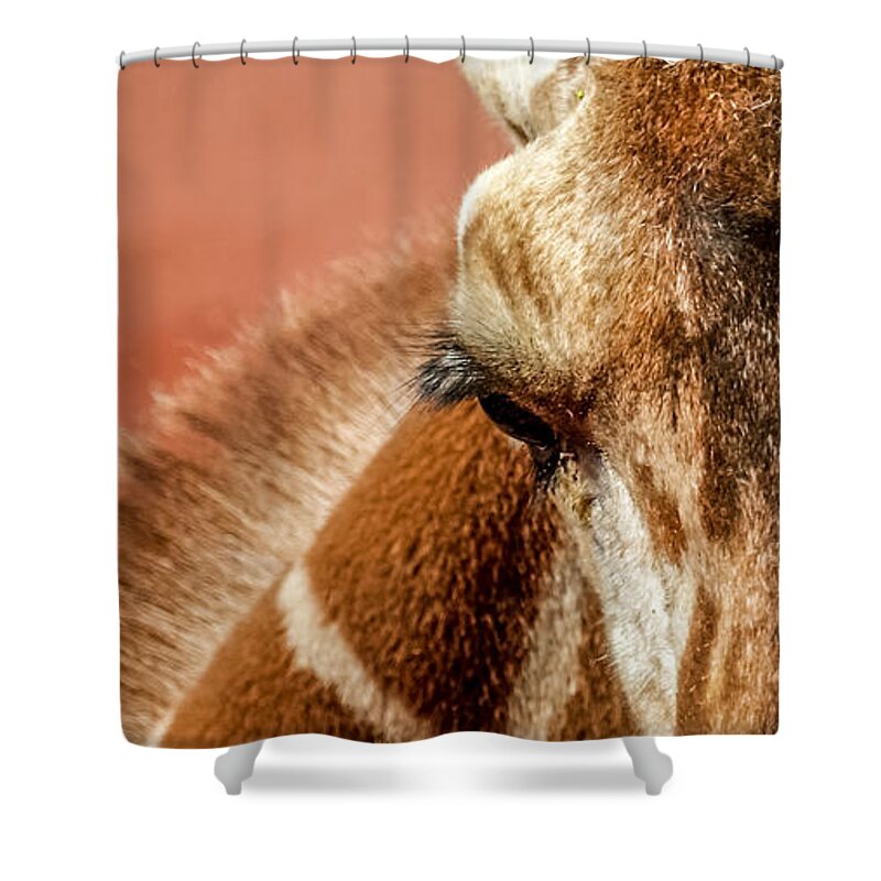 Animals Shower Curtain featuring the photograph A Giraffe by Ernest Echols