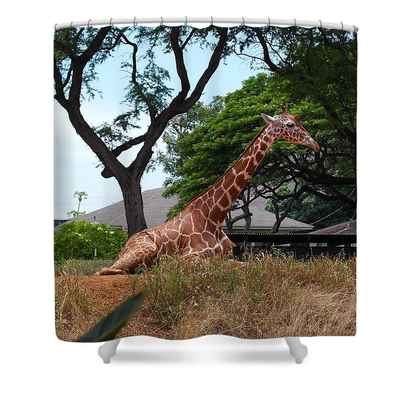 Giraffe Shower Curtain featuring the photograph A Giraffe Rests in Honolulu by Michele Myers