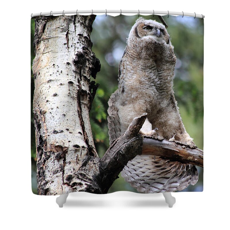 Great Horned Owl Shower Curtain featuring the photograph A good stretch by Shane Bechler