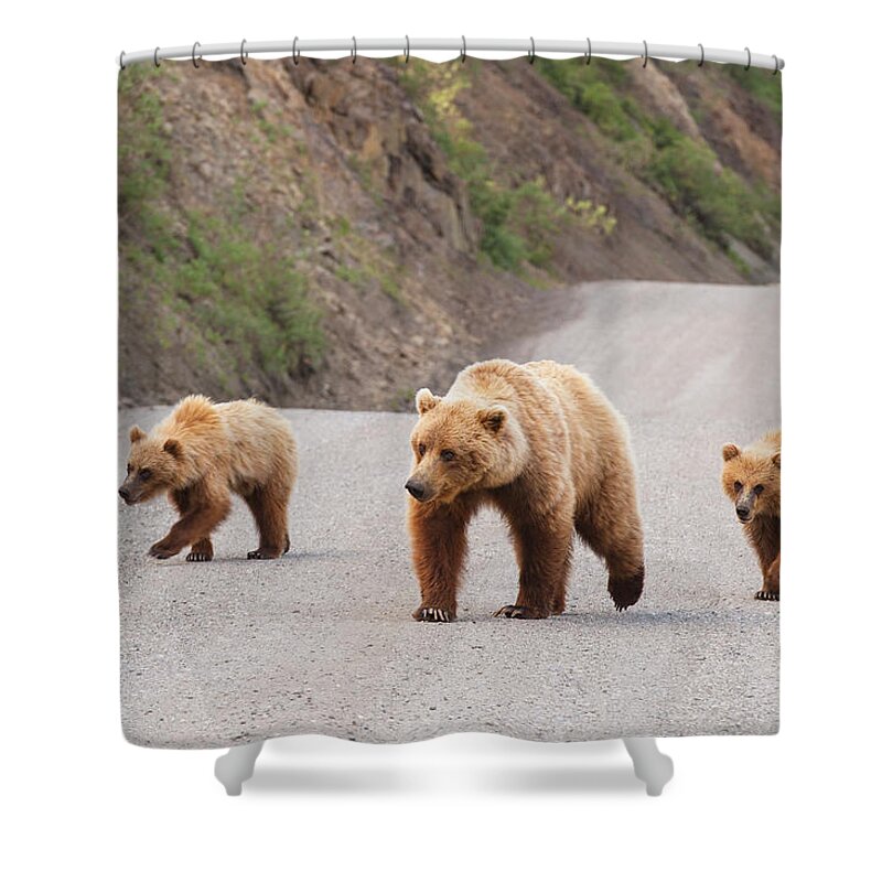 Bear Cub Shower Curtain featuring the photograph A Grizzly Bear Mother Two Cubs Are by Michael Jones / Design Pics