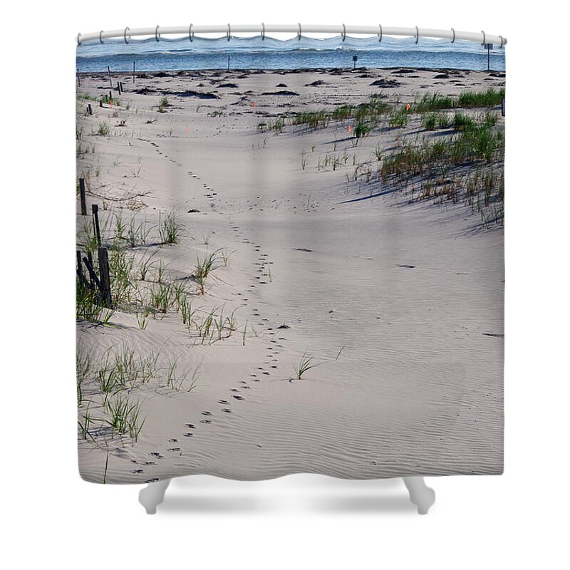 Trail Shower Curtain featuring the photograph A Gull's Walk to the Ocean by Greg Graham