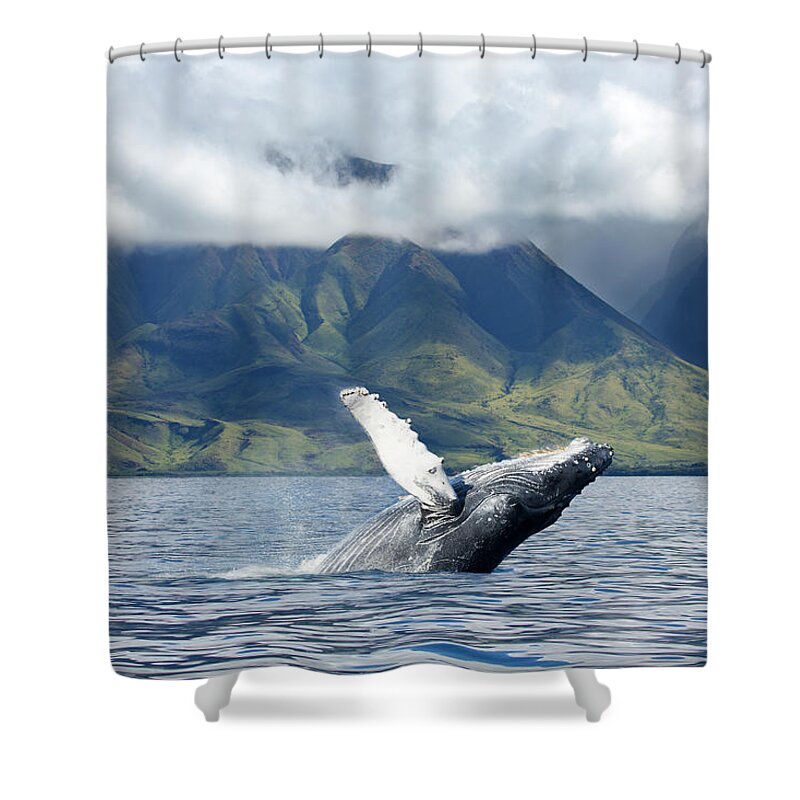 Animals In The Wild Shower Curtain featuring the photograph A Humpback Whale Megaptera by Dave Fleetham