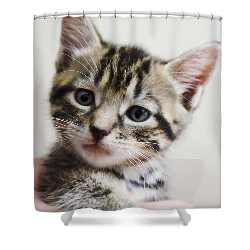 Cat Shower Curtain featuring the photograph A Kittens Helping Hand by Terri Waters