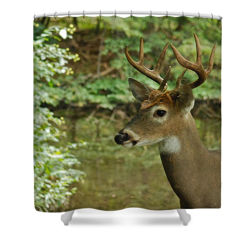 Deer Shower Curtain featuring the photograph A Late Summer Morning by Michael Peychich